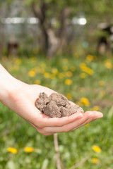 Dry soil in hand