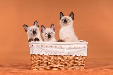 Thaikatze Kitten Geschwister im Korb