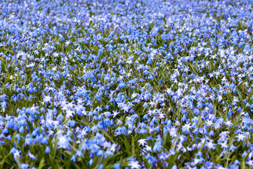 Fototapeta premium First Spring flowers - blue Scilla siberica