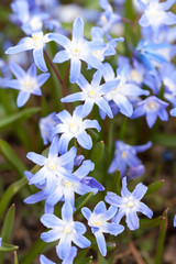 First Spring flowers - blue Scilla siberica