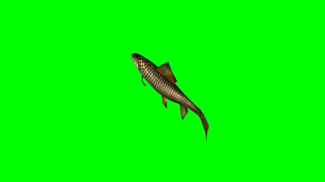 carp fish swimming fast - green screen