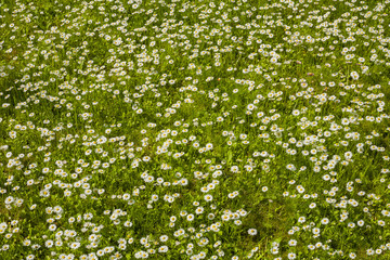 Meadow with daisies, background with flowers..