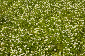 Cercles muraux Marguerites Meadow with daisies, background with flowers..