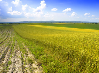 Wheat field against a blue sky