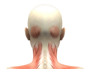 Female Head Muscles Anatomy - Back view