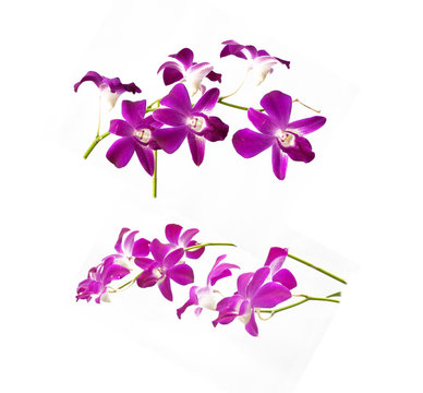 Purple White  Orchids