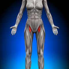 Fototapeta na wymiar Thighs - Female Anatomy Muscles