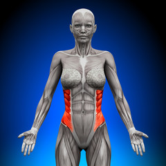 Fototapeta na wymiar External Oblique - Female Anatomy Muscles