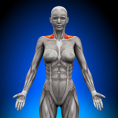Fototapeta na wymiar Trapezius Front Neck Muscles - Female Anatomy