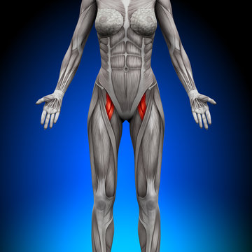 Thighs - Female Anatomy Muscles