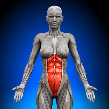 Abs - Female Anatomy Muscles