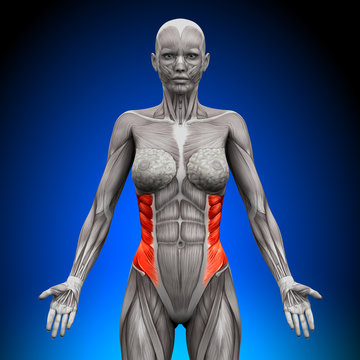 External Oblique - Female Anatomy Muscles
