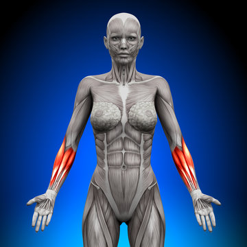 Forearms - Female Anatomy Muscles
