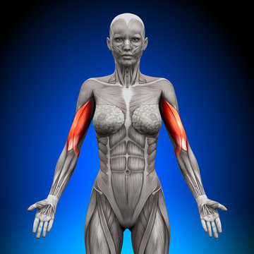 Biceps - Female Anatomy Muscles