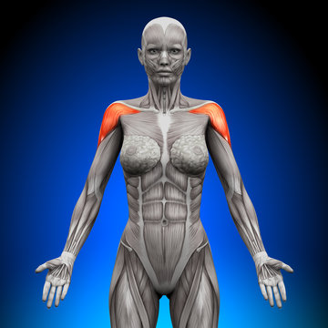 Shoulders  Deltoid - Female Anatomy