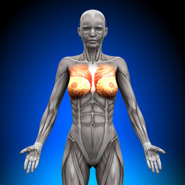 Breasts - Female Anatomy Muscles