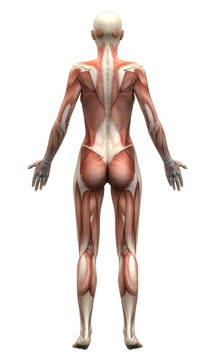 Female Anatomy Muscles - Posterior view