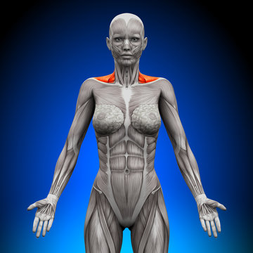 Trapezius Front  Neck Muscles - Female Anatomy