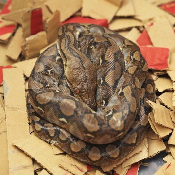 Reticulated Python