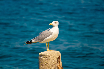 Sea gull water surface portrait