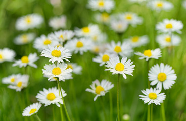 Daisy flowers background.