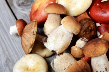 The raw boletus edulis a background