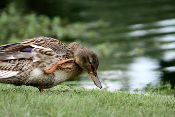 Female Duck