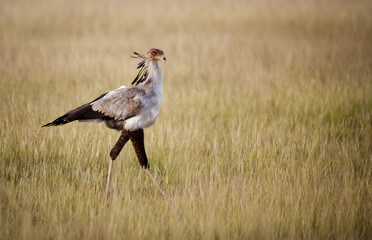 Secretary bird walking in tall grass