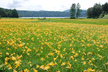 キスゲ満開の尾瀬