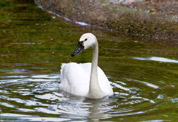 Obraz premium White Tundra Swan