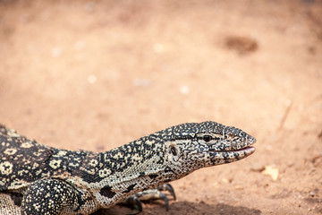 leguan