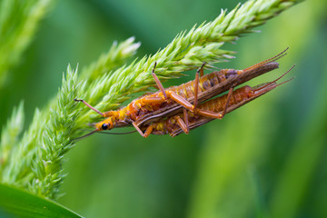 Golden Stonefly Salmonfly Hatch Deschutes