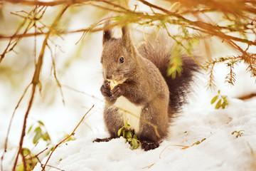 Eichhörnchen im Unterholz - obrazy, fototapety, plakaty