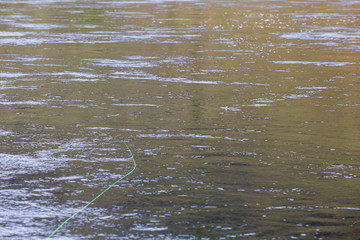 Fly Line and Dry Fly on Water