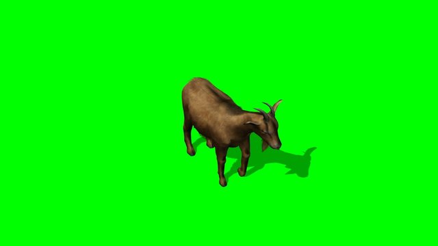 Goat looks around - green screen