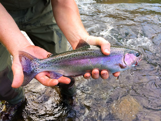 Catch and Release Native Rainbow Redside Trout