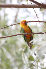parakeet or parrot is sleeping on tree branch.