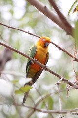 parakeet or parrot is sleeping on tree branch.