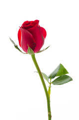 Obraz premium Red rose