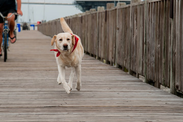 Labrador running down a boardwalk