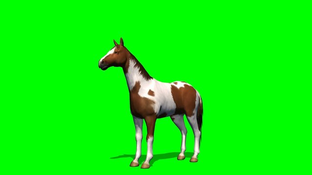 Horse rising - green screen