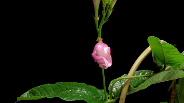 Time-lapse of a mandevilla (Mandevilla sp.) flower blooming.