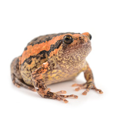 Bullfrog