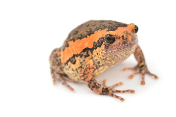 Bullfrog