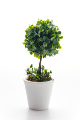 Pot plant