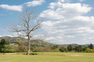 Fototapeta premium Nara park