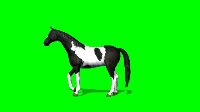 Horse makes steps - green screen