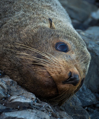 Seal