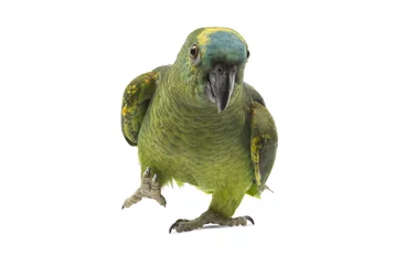 Foto op Canvas Blue fronted Amazon papegaai geïsoleerd op een witte achtergrond. © andrewburgess