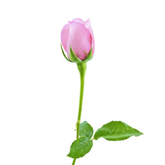 Fototapeta premium Pink roses on a white background